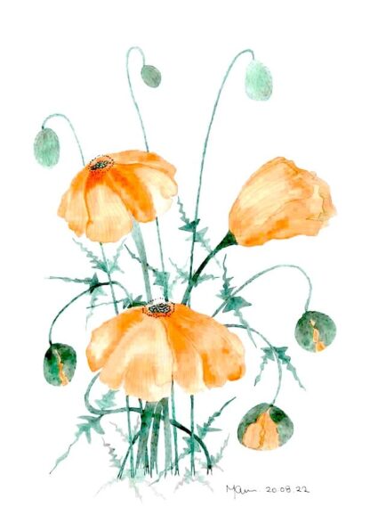 Watercolour painting of Wild Poppies growing on a bank by Irish artist. Buy paintings for your home or office 100% hassle free shopping